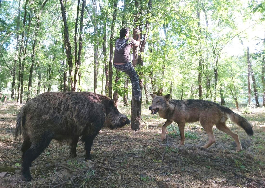 Naturalización del enfrentamiento entre un lobo y un jabalí