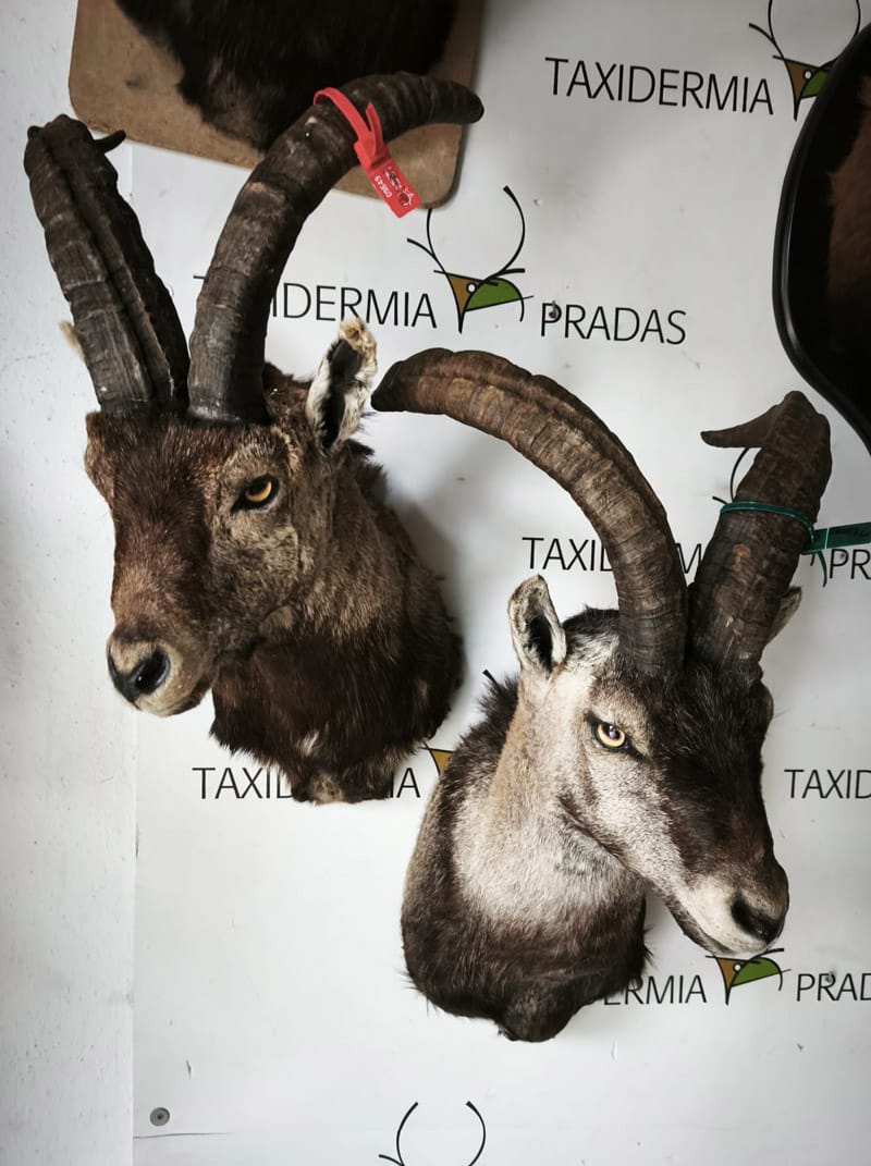 Naturalización pecho Machos de Ronda